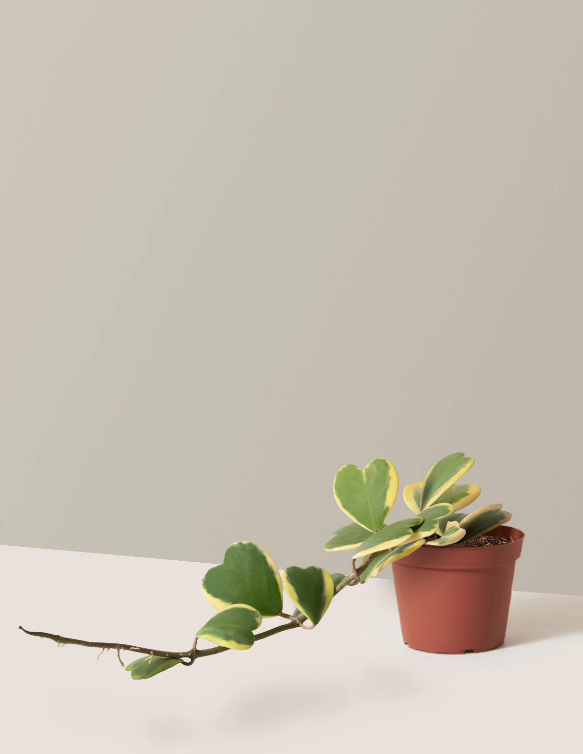 Trailing Hoya Heart - Image 5