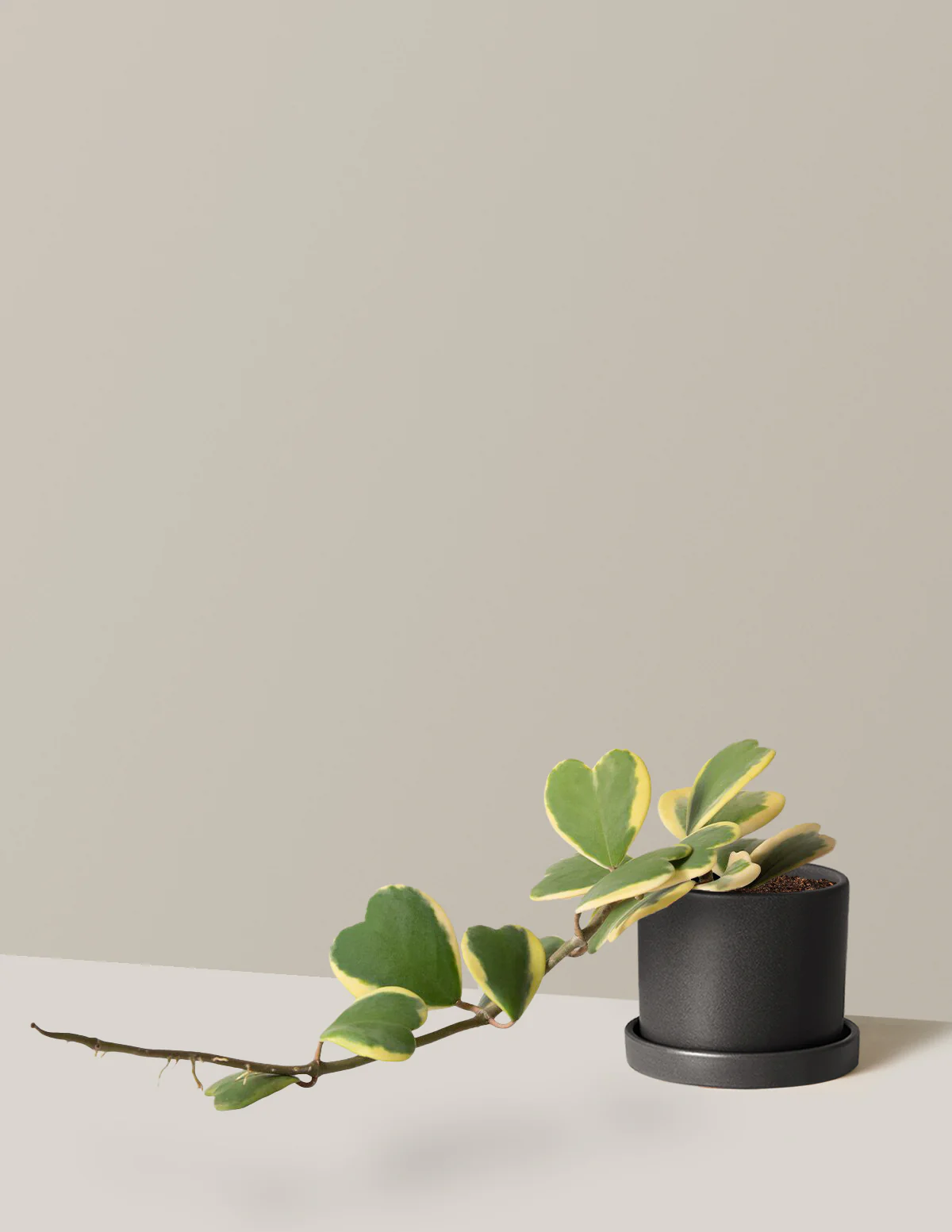 Trailing Hoya Heart - Image 6