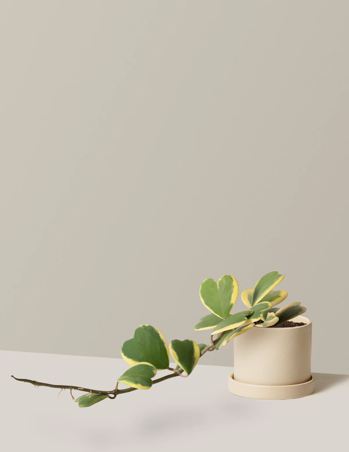 Trailing Hoya Heart - Image 7