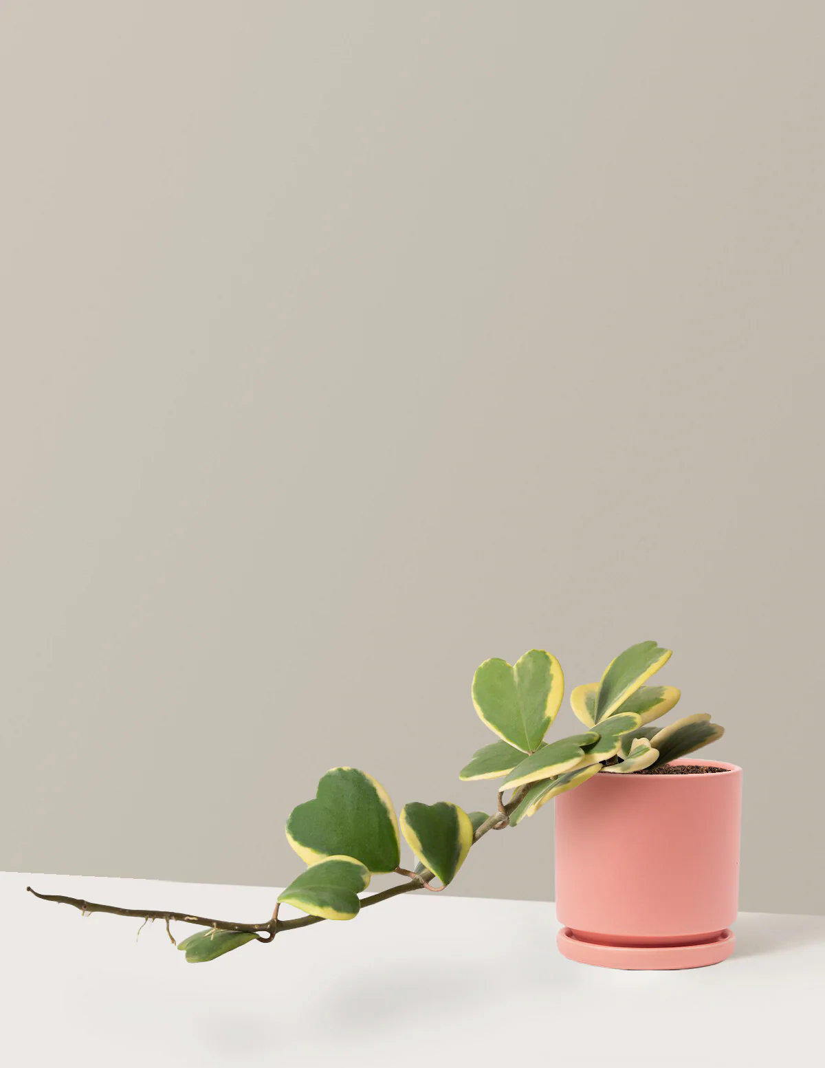 Trailing Hoya Heart - Image 8