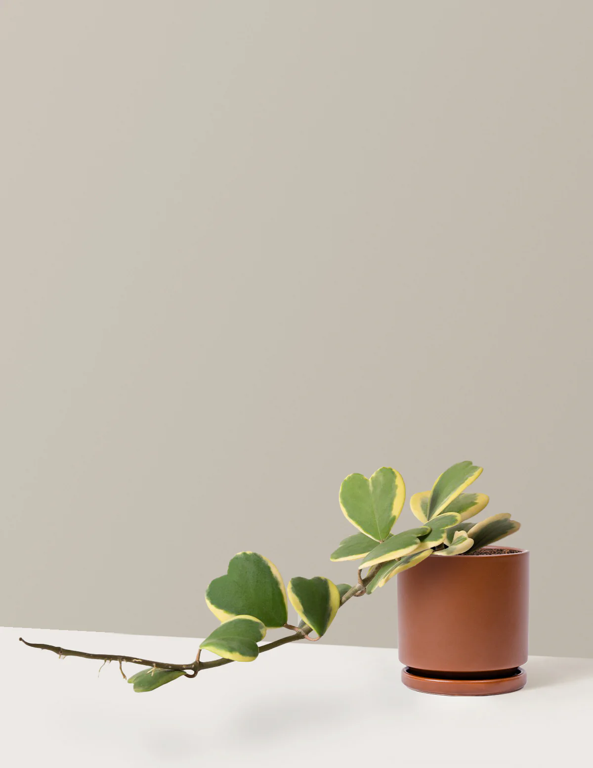 Trailing Hoya Heart - Image 9