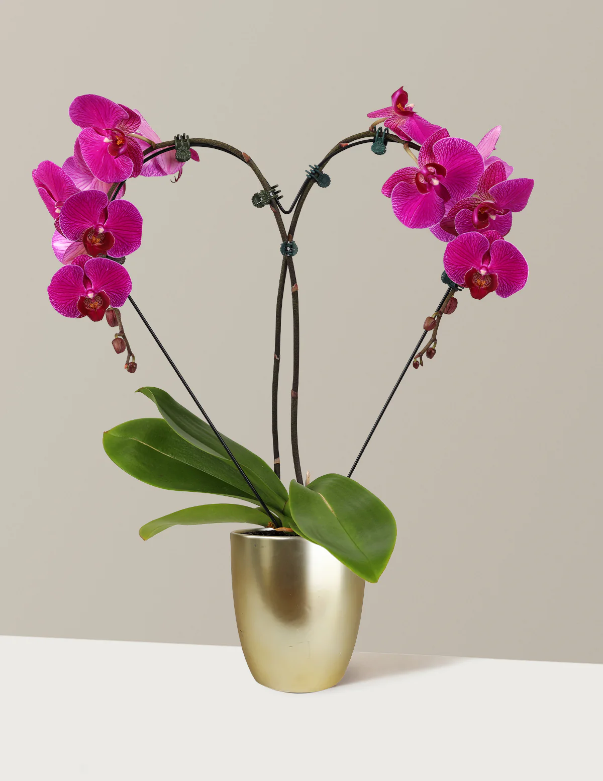 Heart Orchid - Image 10