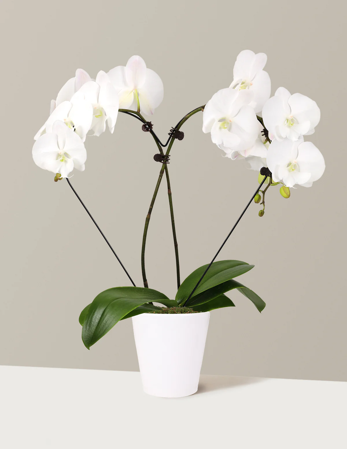 Heart Orchid - Image 3