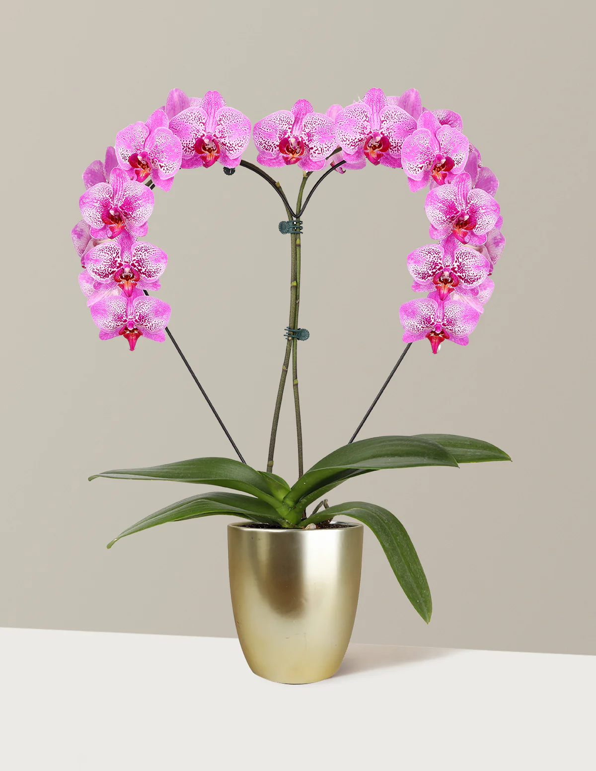 Heart Orchid - Image 5