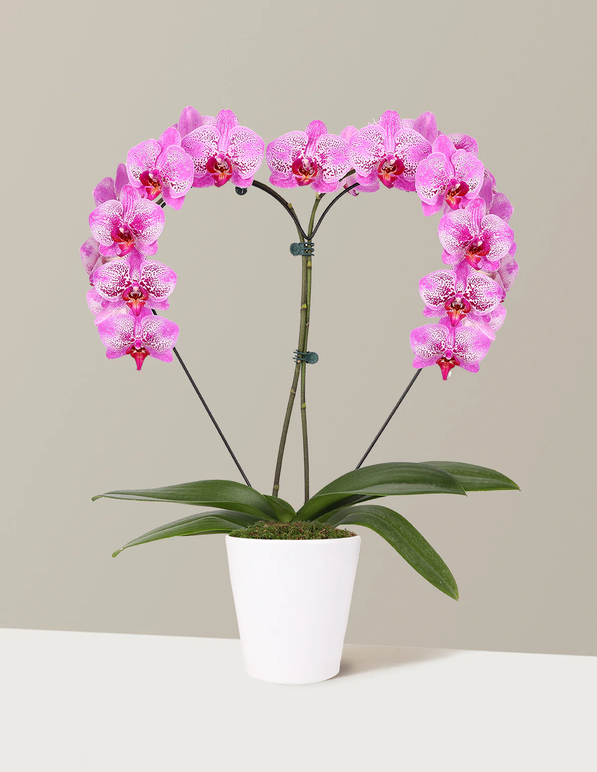 Heart Orchid - Image 7