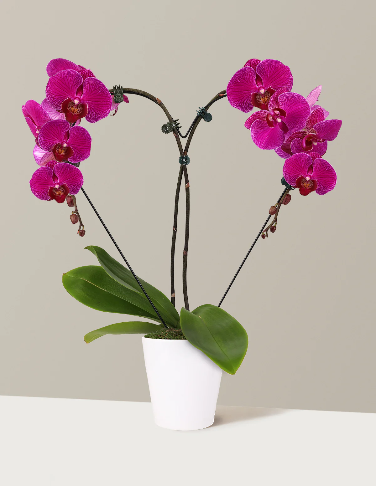 Heart Orchid - Image 8