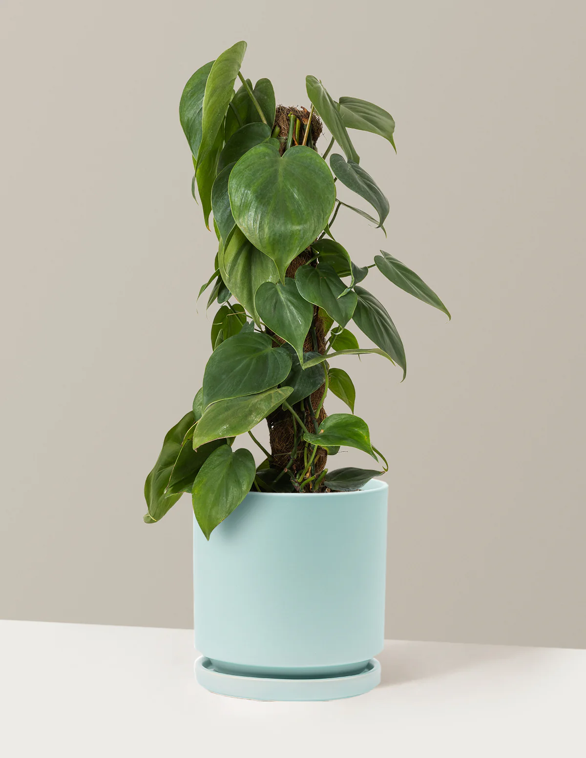 Heartleaf Philodendron Totem