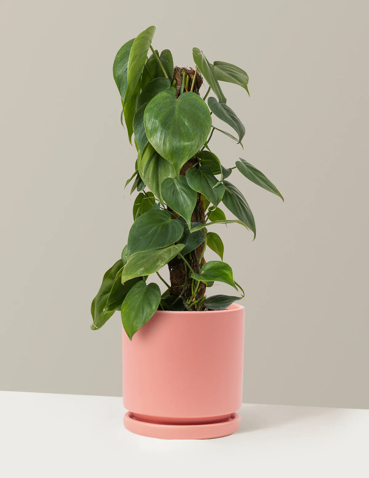 Heartleaf Philodendron Totem - Image 11