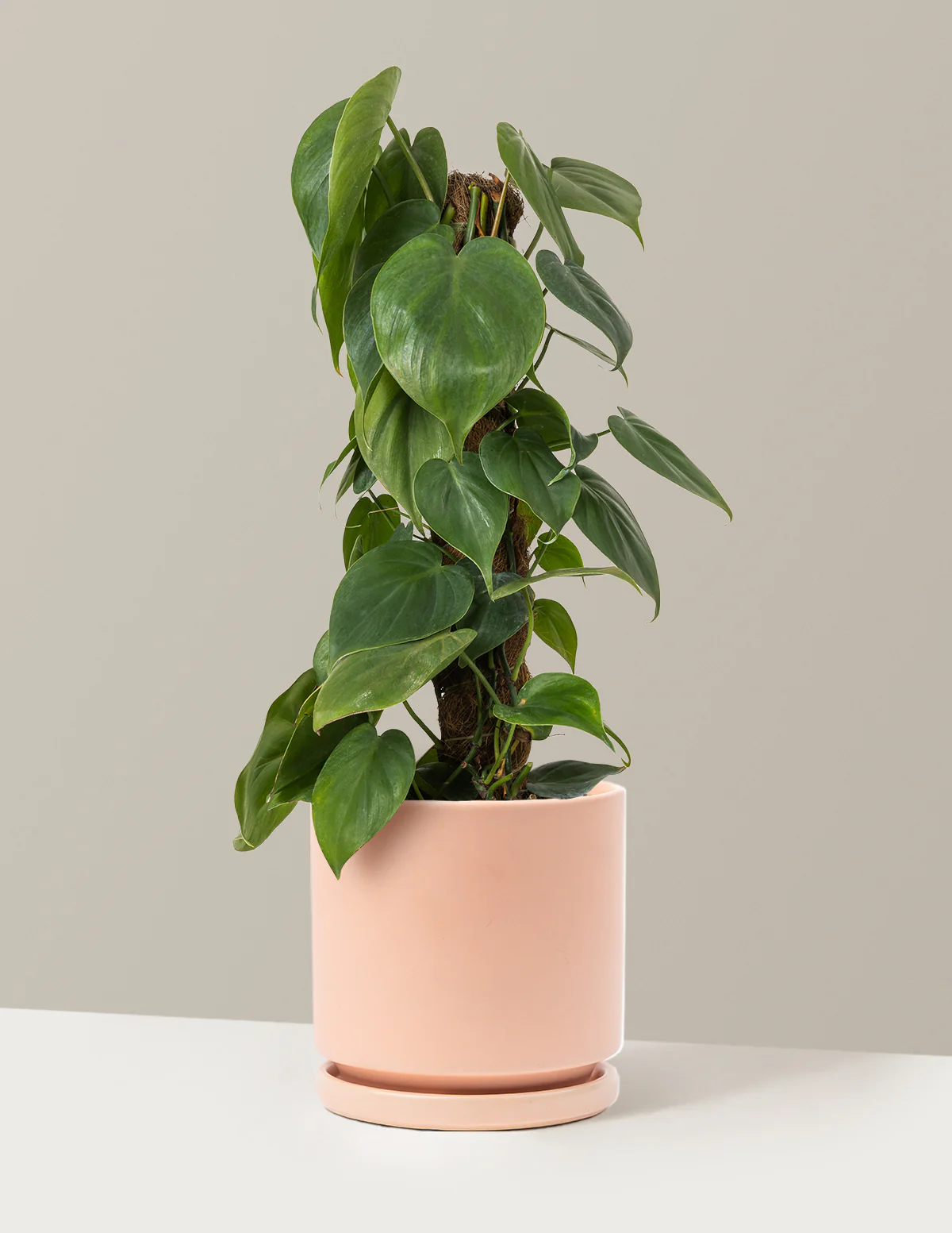 Heartleaf Philodendron Totem - Image 12