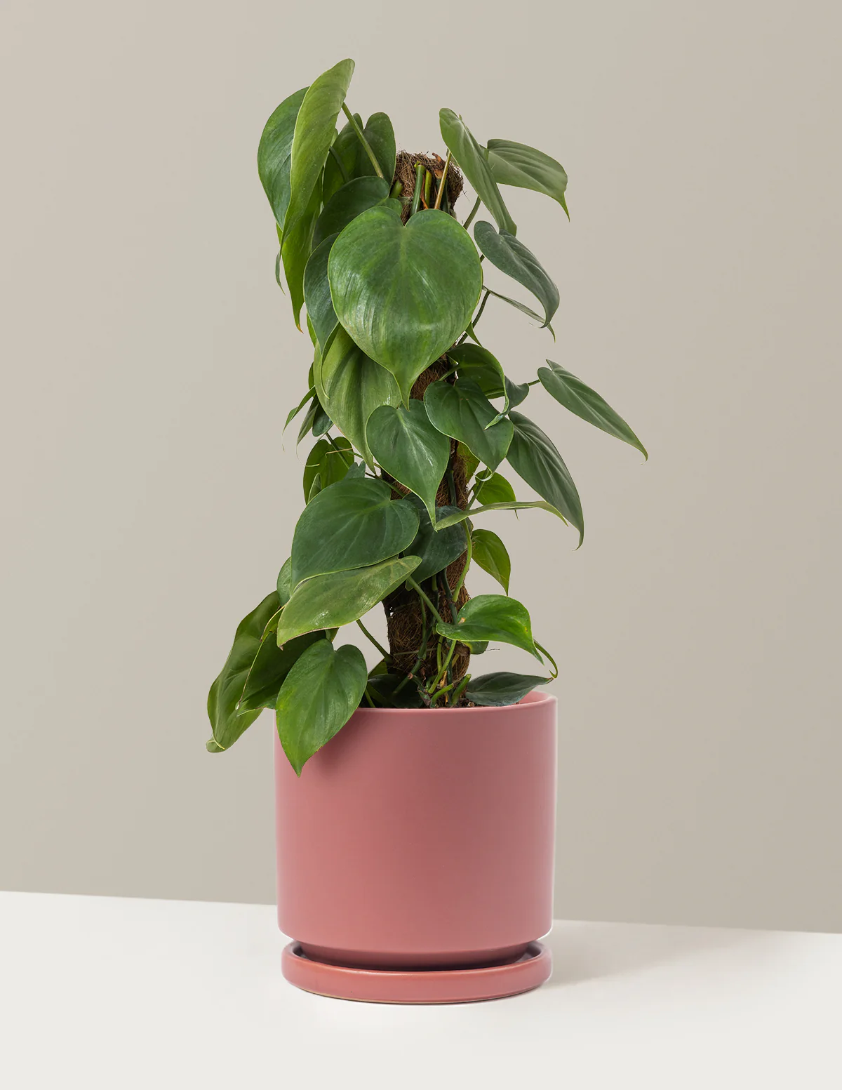 Heartleaf Philodendron Totem - Image 13