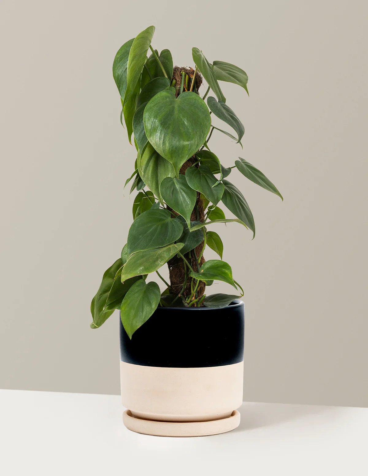 Heartleaf Philodendron Totem - Image 14