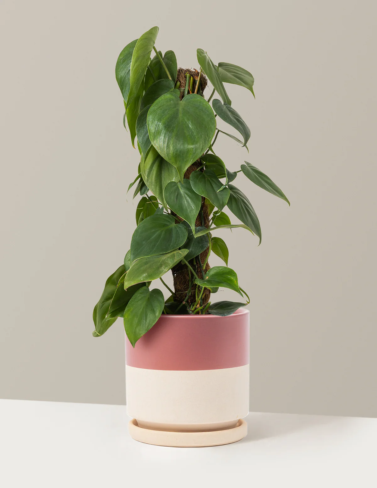 Heartleaf Philodendron Totem - Image 15