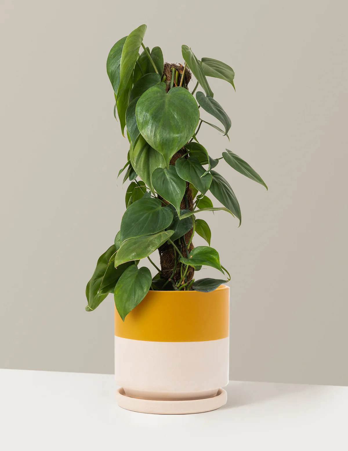Heartleaf Philodendron Totem - Image 16