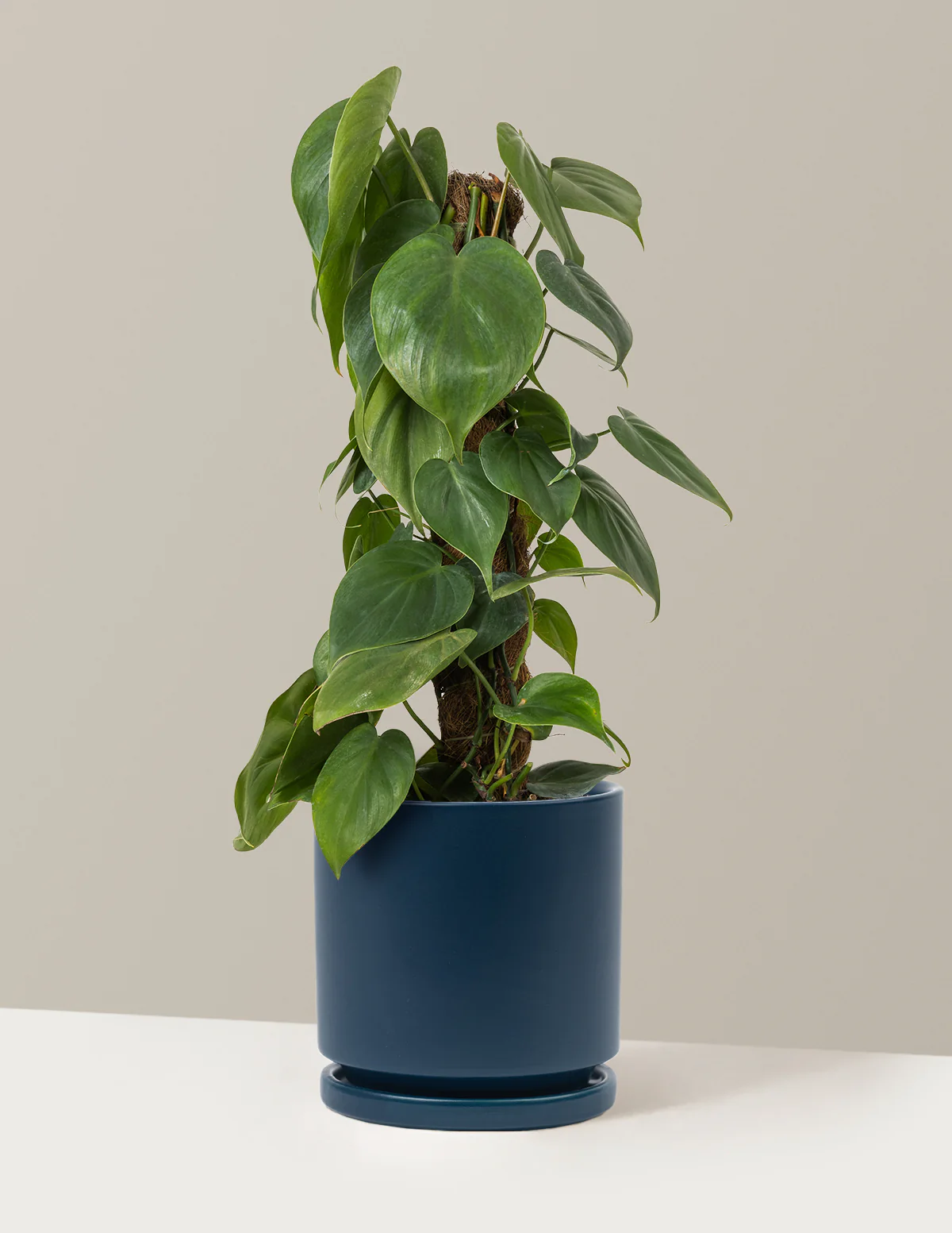 Heartleaf Philodendron Totem - Image 19
