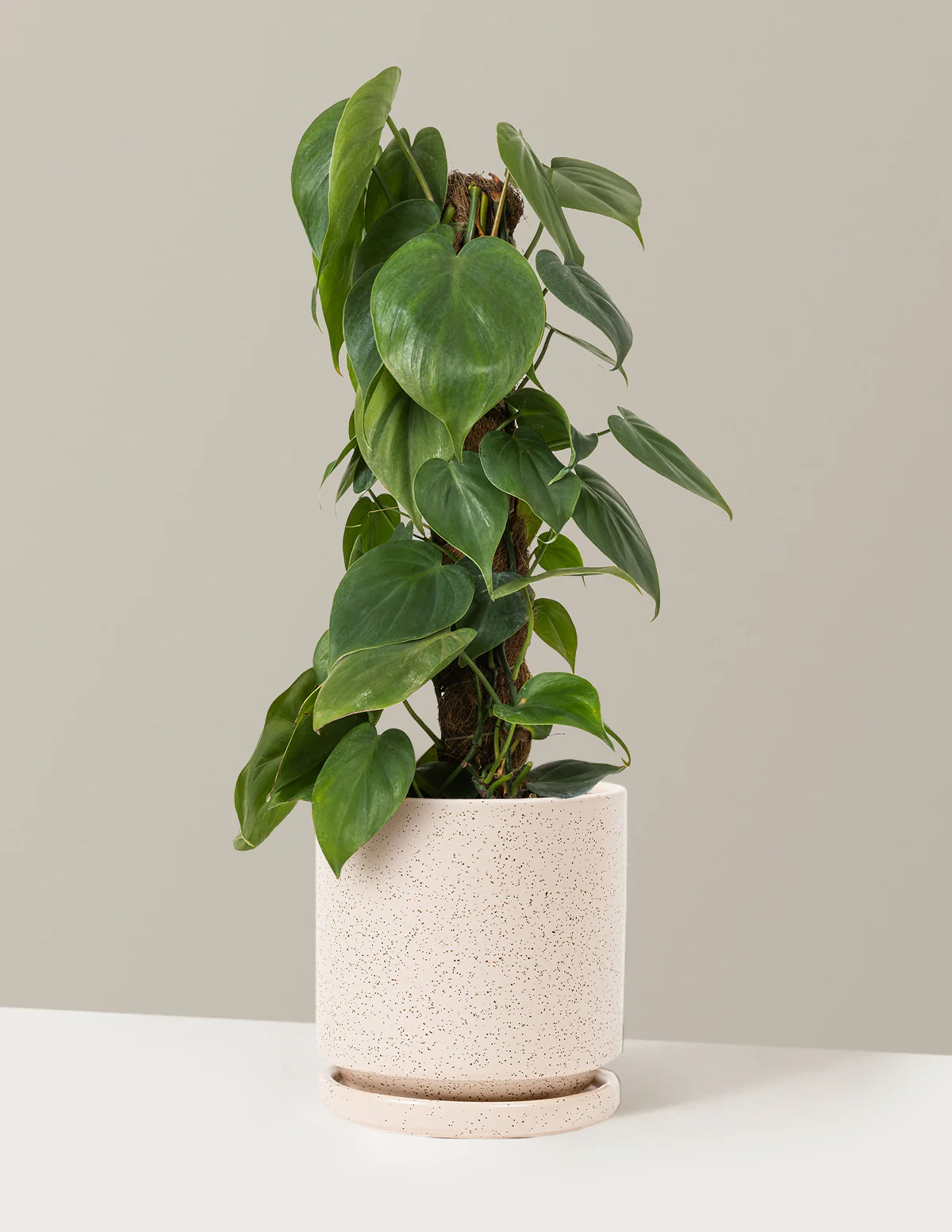 Heartleaf Philodendron Totem - Image 22