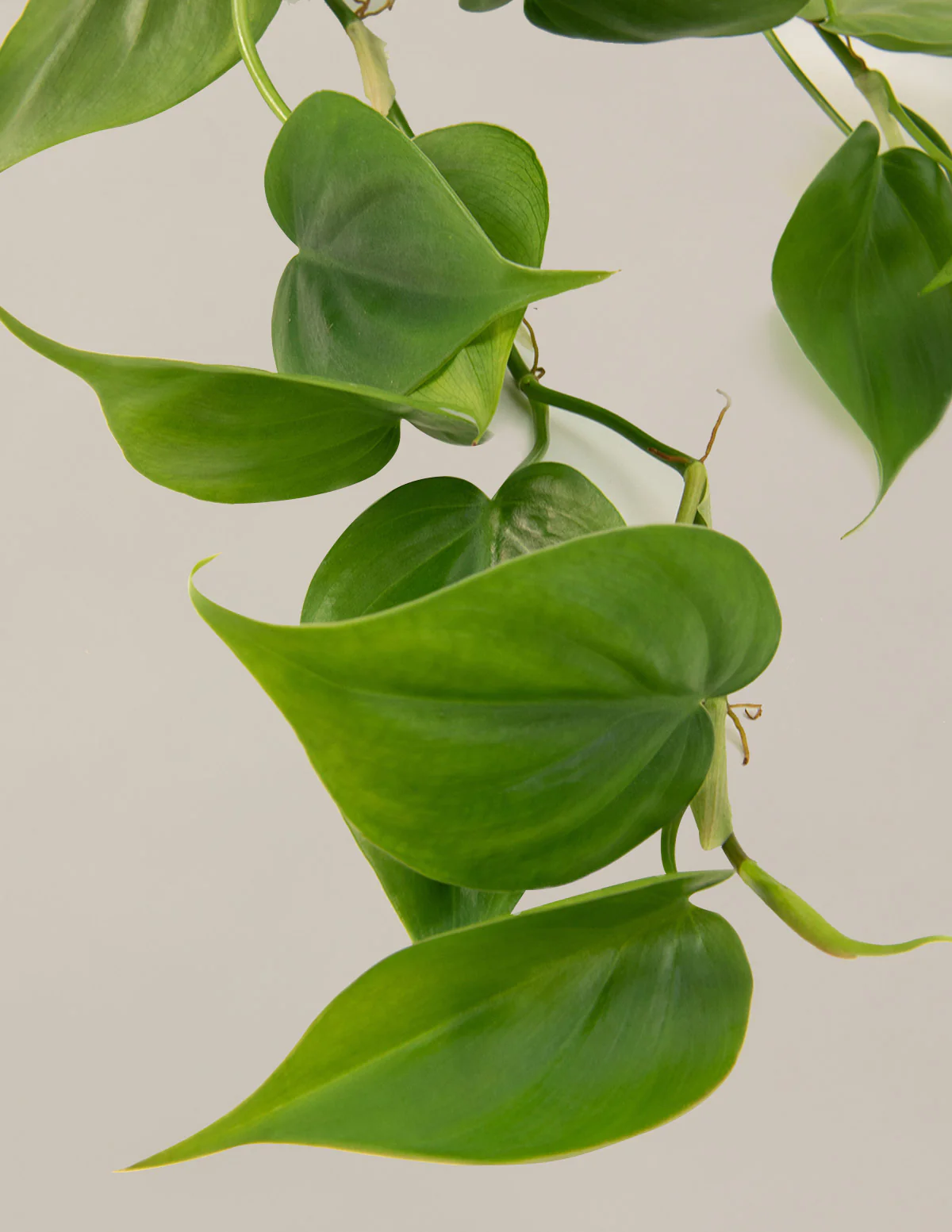 The Trailing Philodendron Duo - Image 4