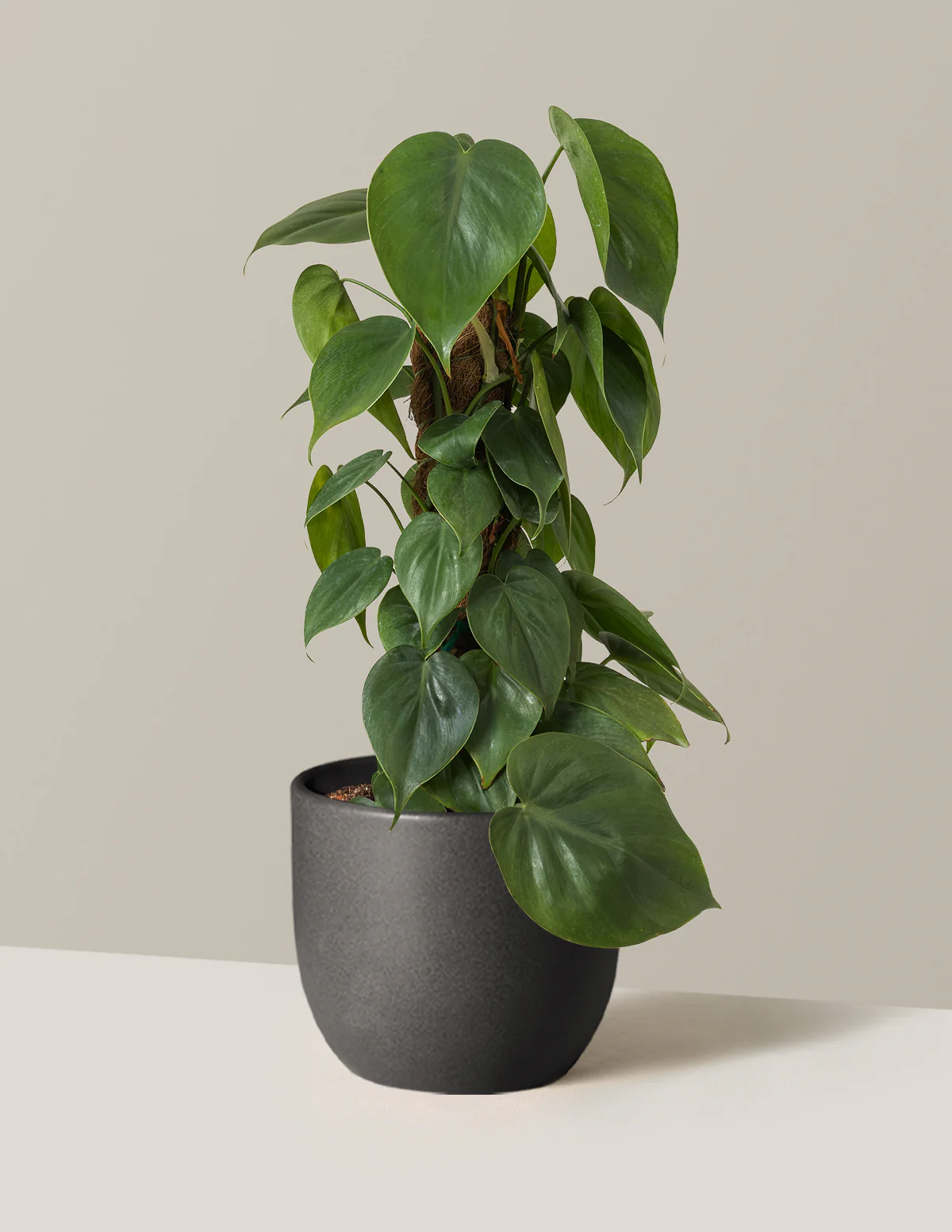 Heartleaf Philodendron Totem - Image 8