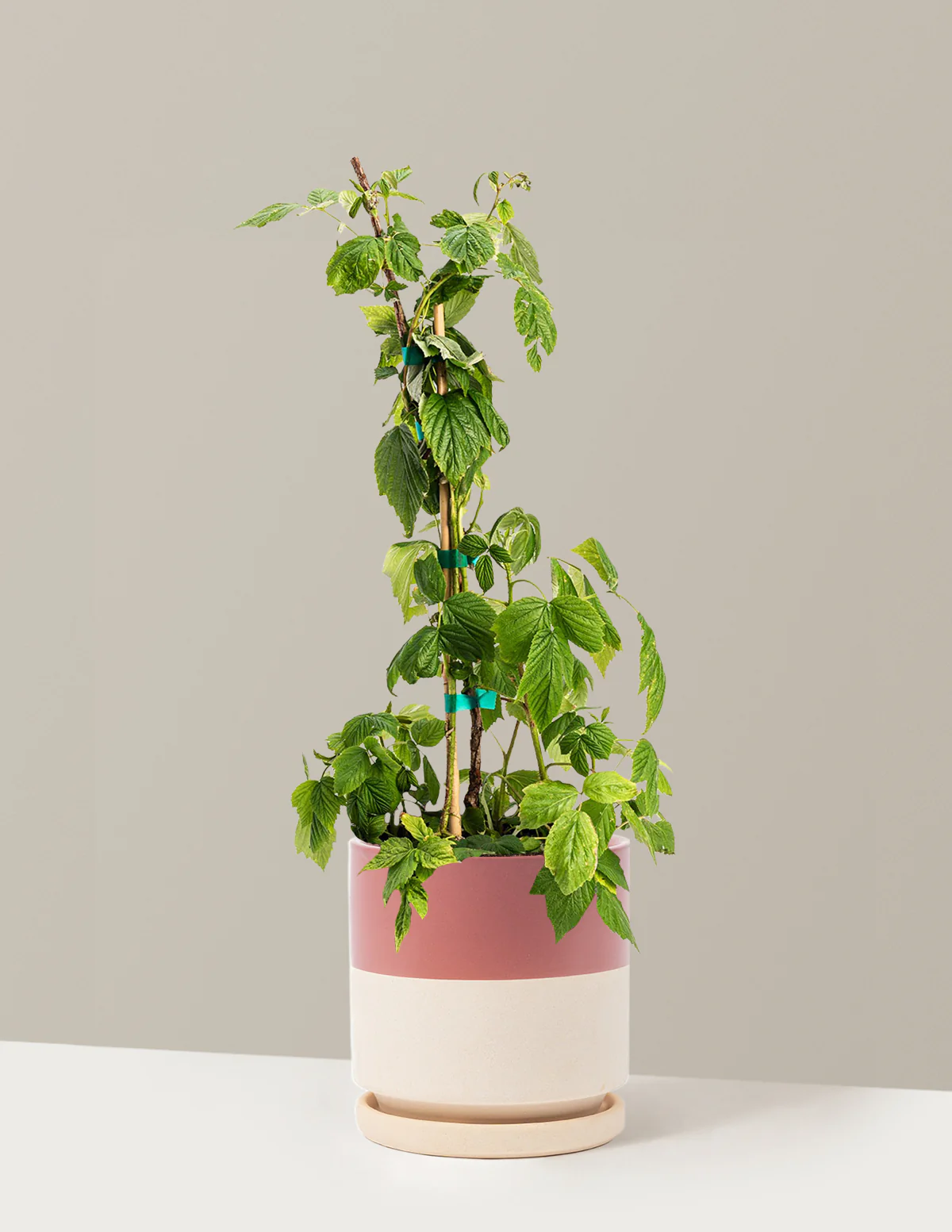 Heritage Raspberry - Image 10