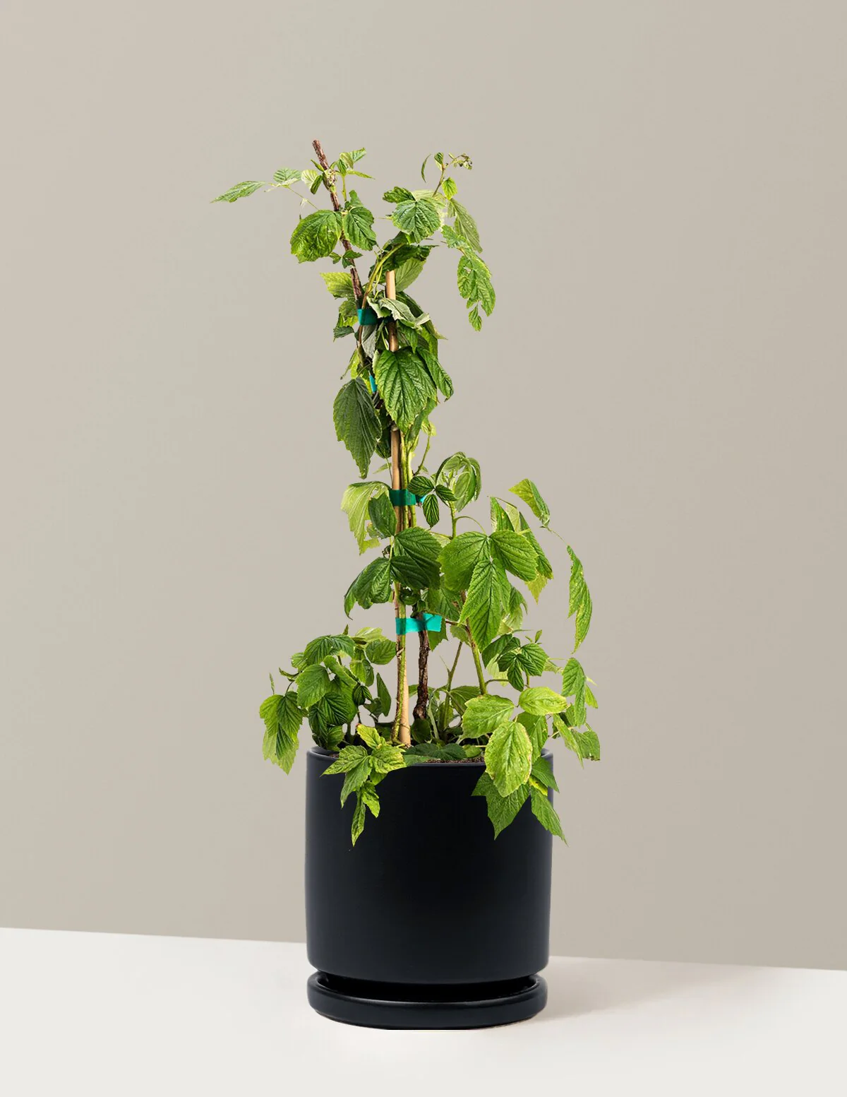 Heritage Raspberry - Image 11