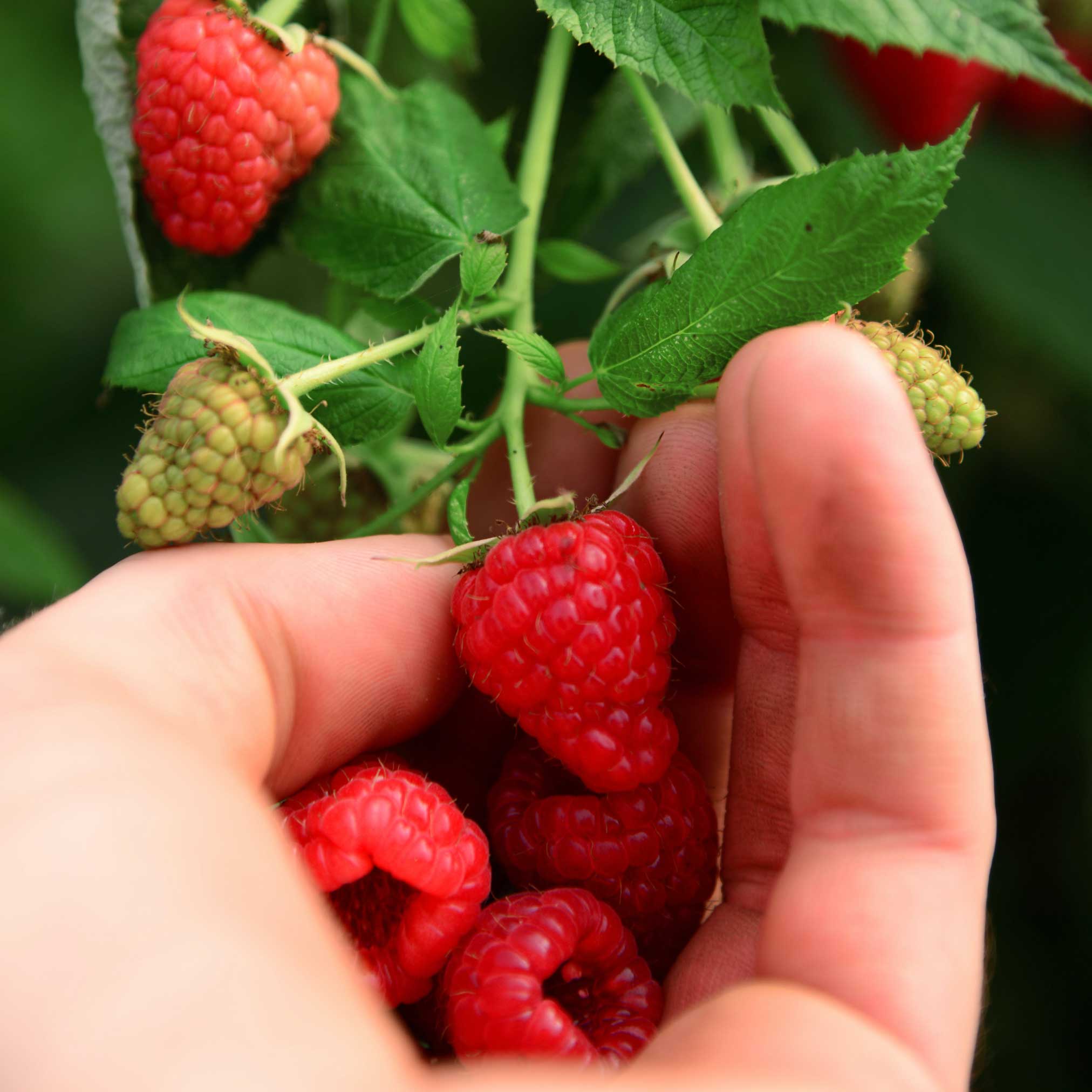 Heritage Raspberry - Image 3
