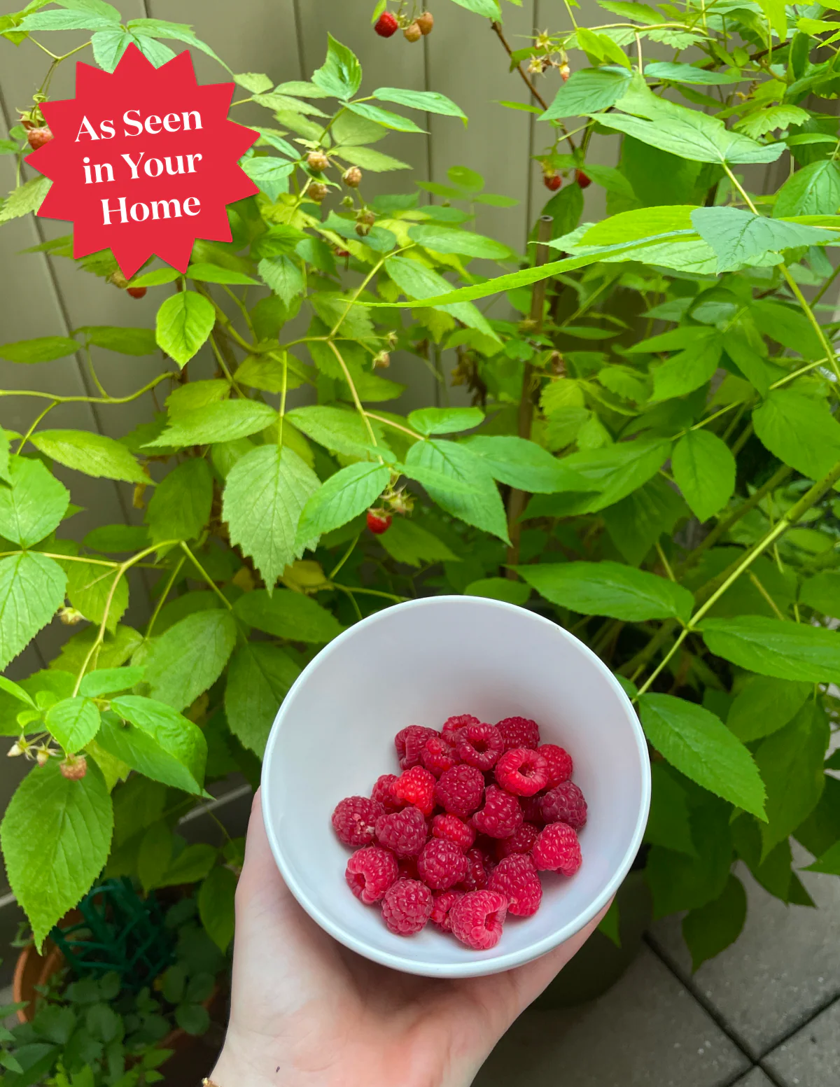Heritage Raspberry - Image 4