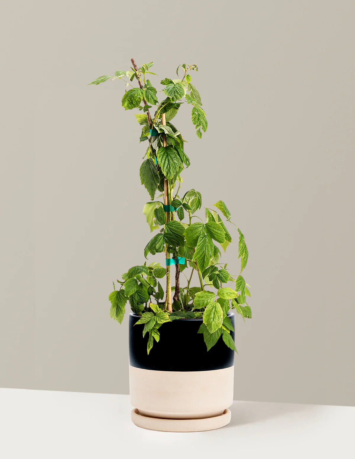 Heritage Raspberry - Image 5