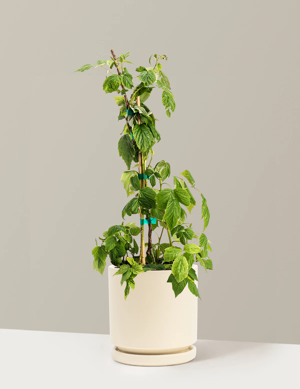 Heritage Raspberry - Image 6