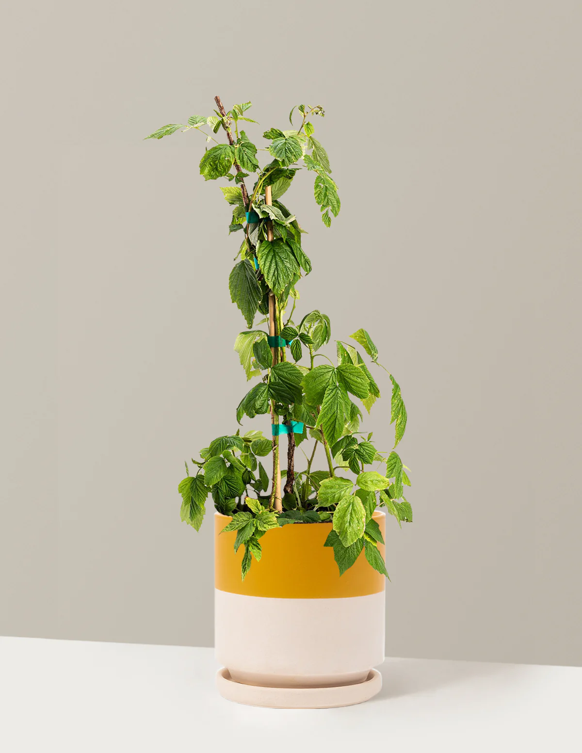 Heritage Raspberry - Image 7
