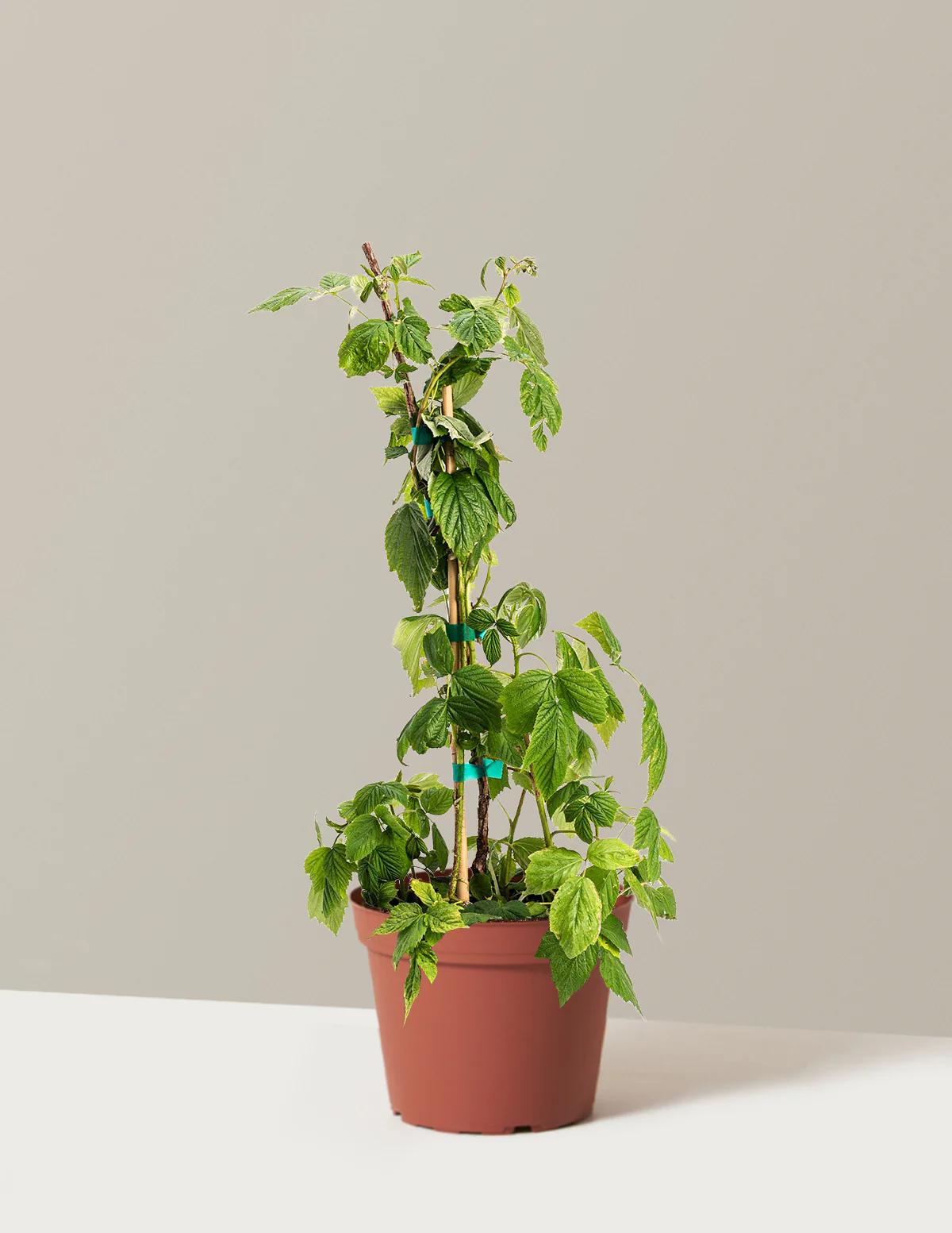 Heritage Raspberry - Image 8