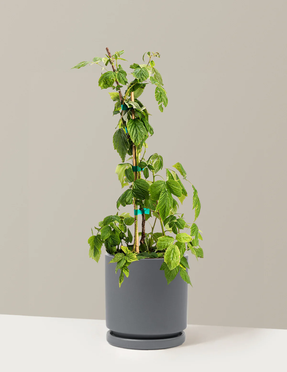 Heritage Raspberry - Image 9