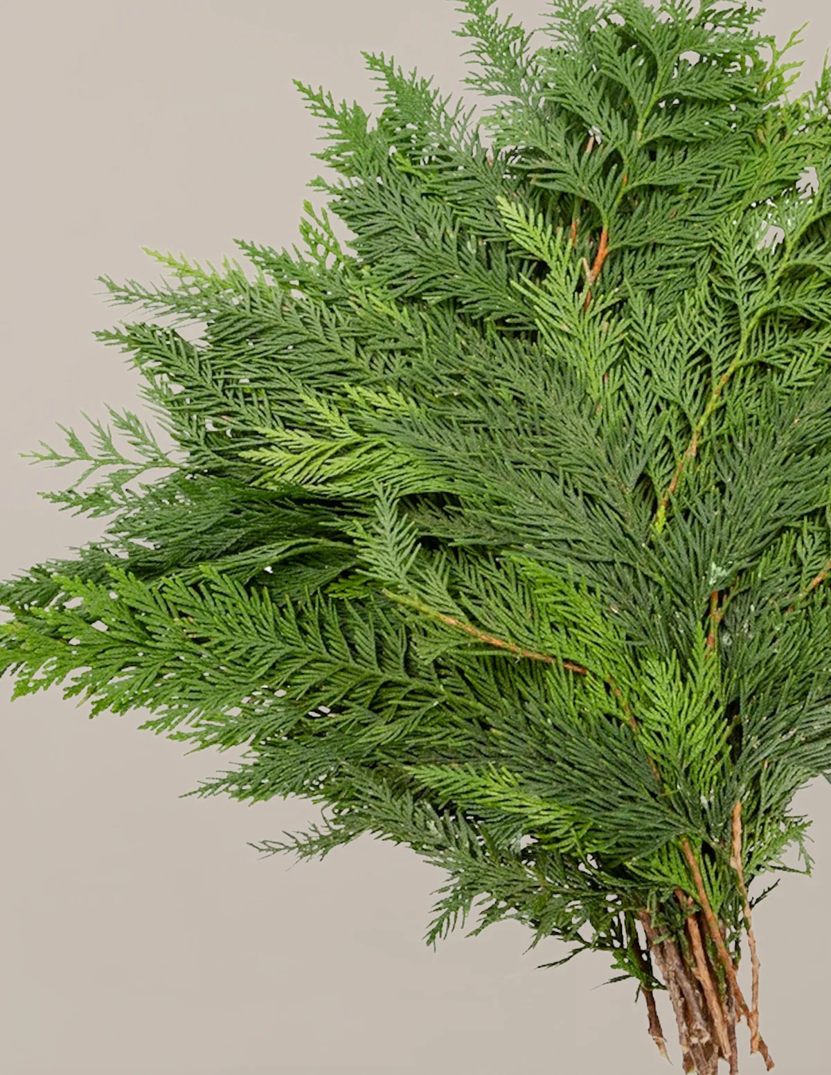 Holiday Bough Bundles - Image 3