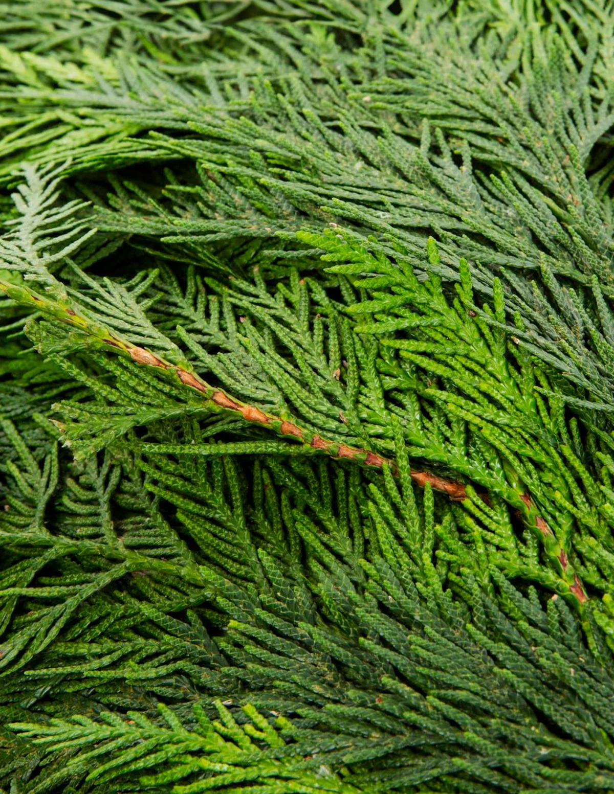 Holiday Bough Bundles - Image 4