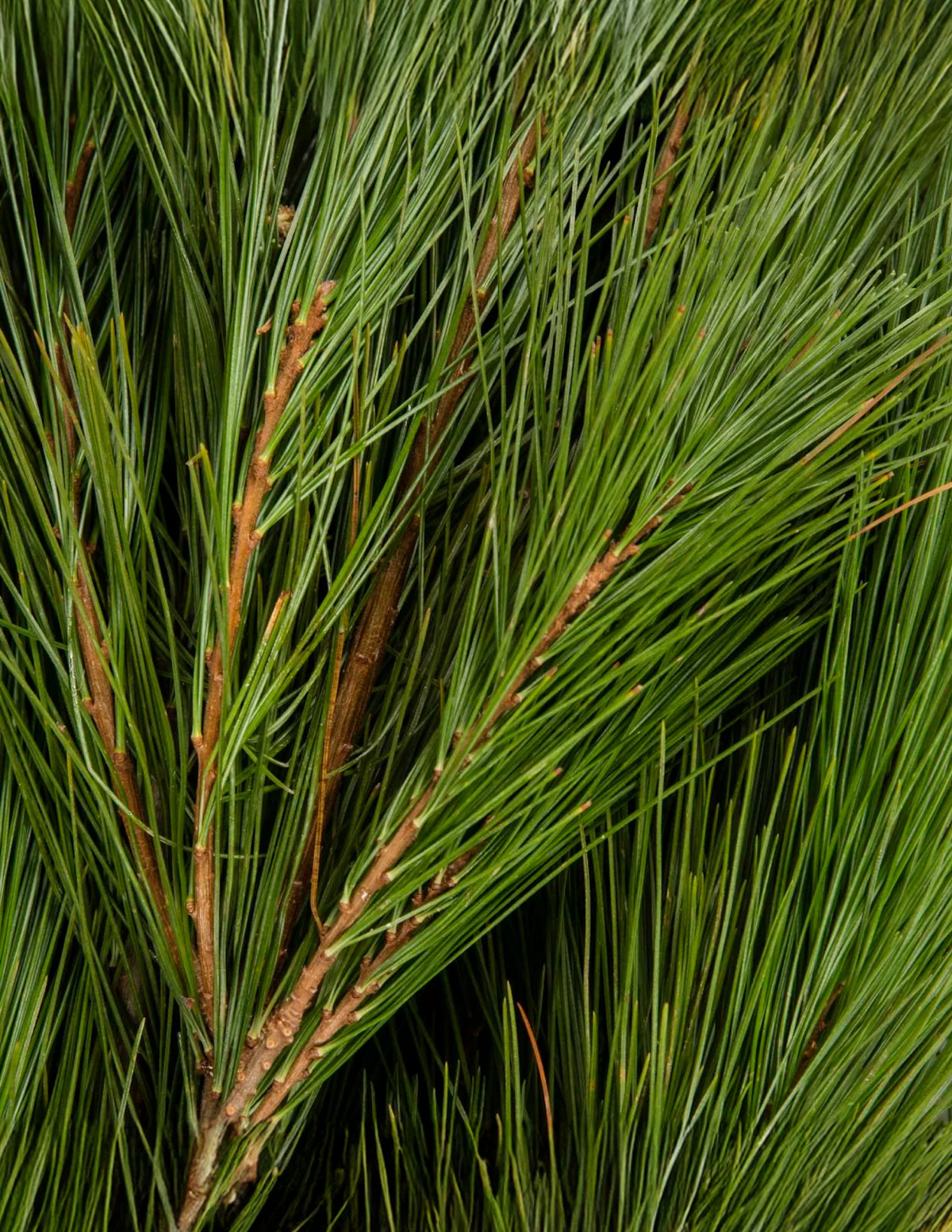 Holiday Bough Bundles - Image 6