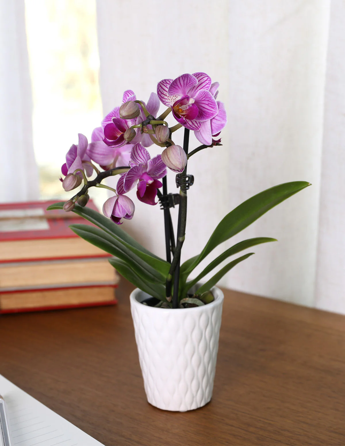Mini Orchid - Image 4