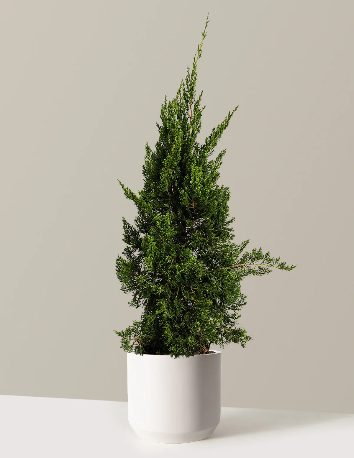 Hollywood Juniper Tree