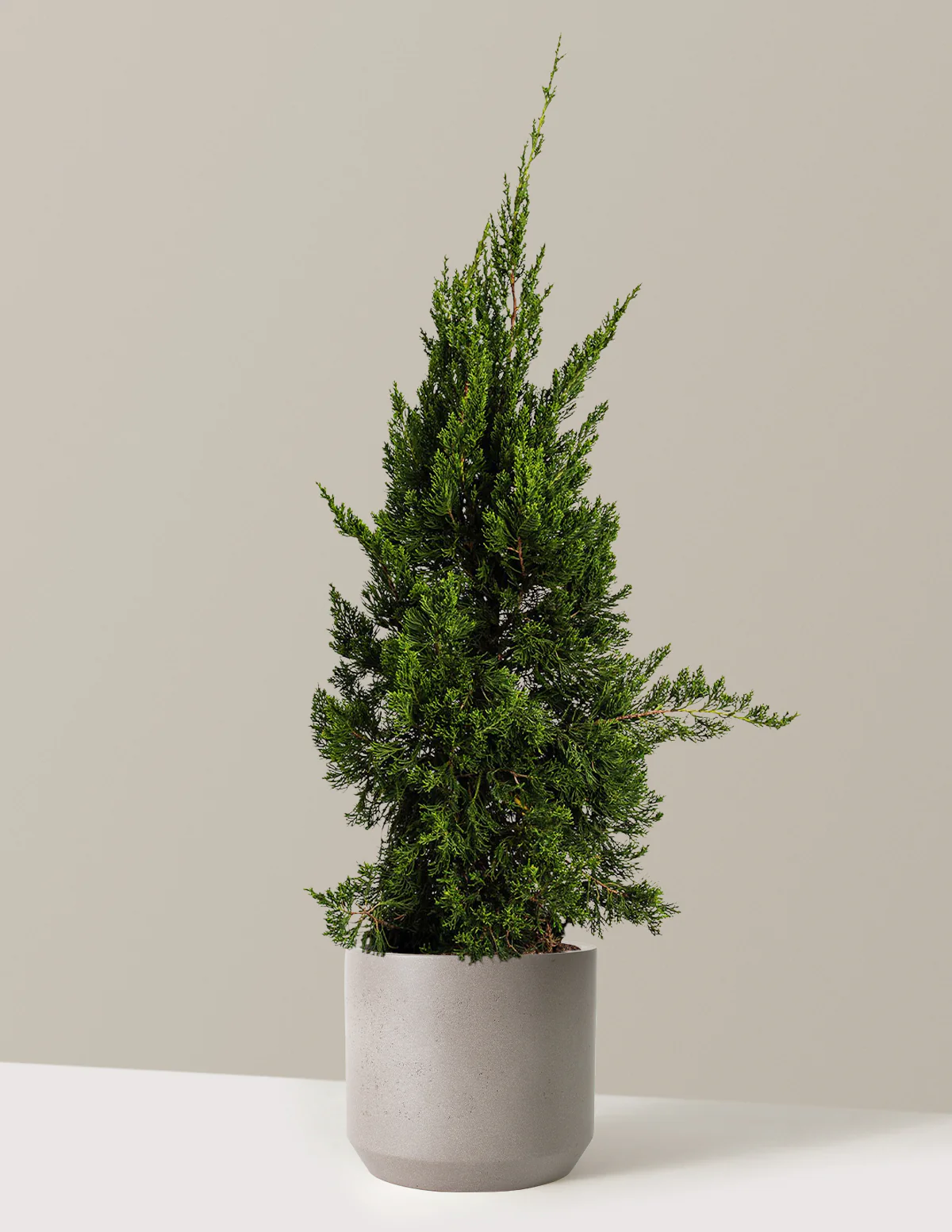 Hollywood Juniper Tree - Image 7