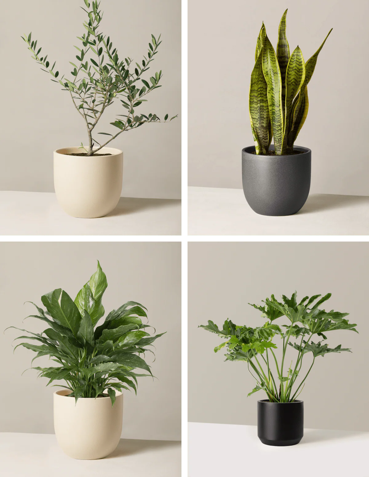‘Hope Garden’ Houseplant Bundle - Image 2