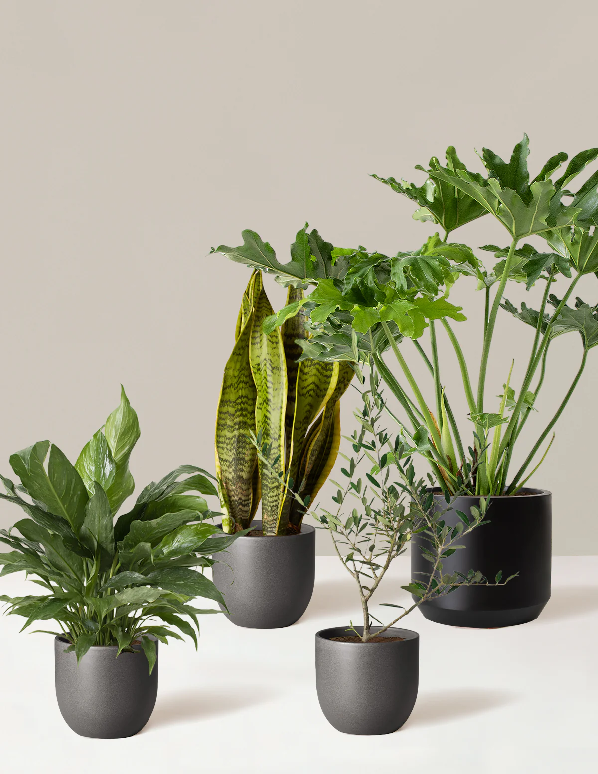 ‘Hope Garden’ Houseplant Bundle - Image 3
