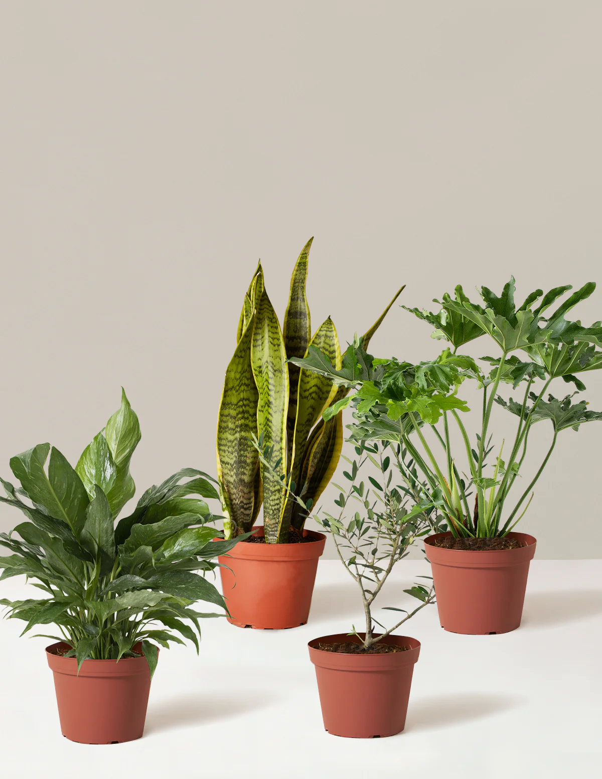 ‘Hope Garden’ Houseplant Bundle - Image 4