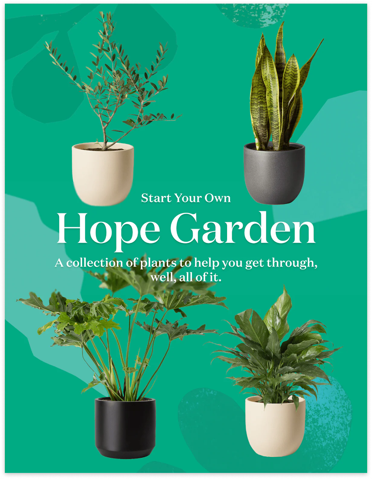 ‘Hope Garden’ Houseplant Bundle - Image 5