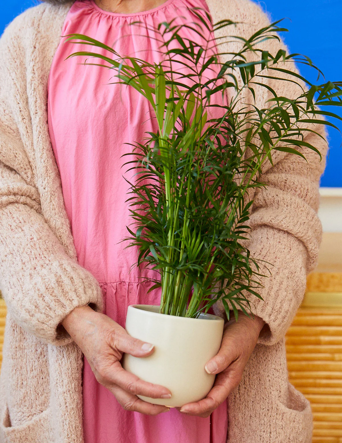 Parlor Palm - Image 3