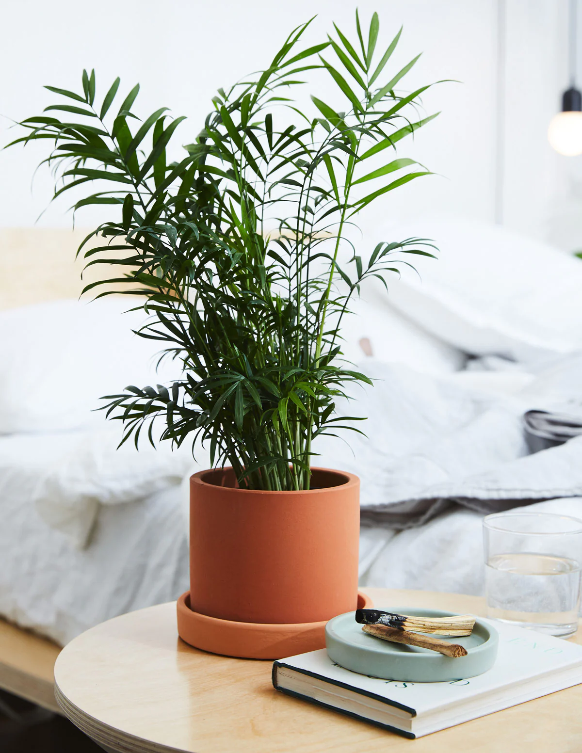 Fits your Sill: Pet Friendly Duo - Image 6