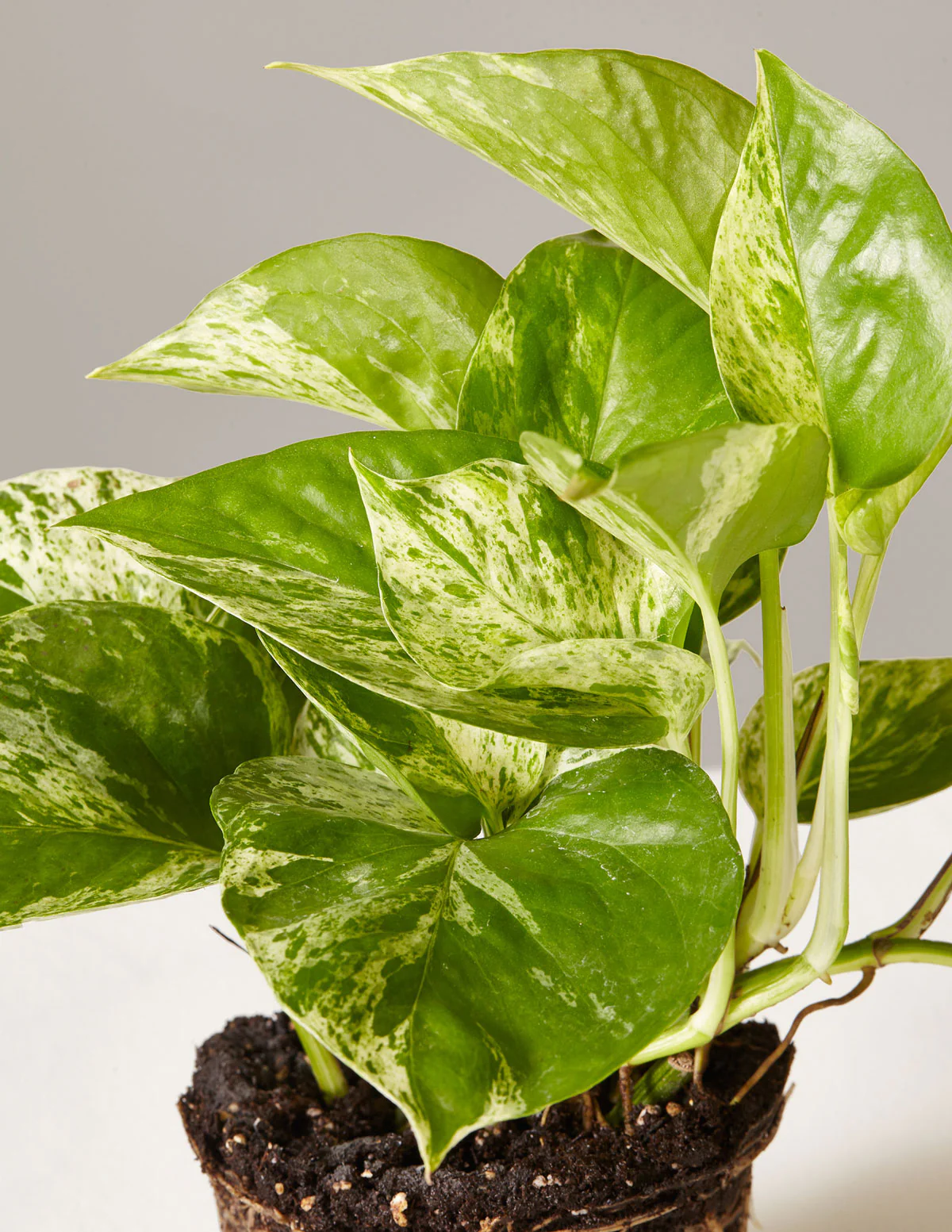 Fits your Sill: The Trailing Duo - Image 10