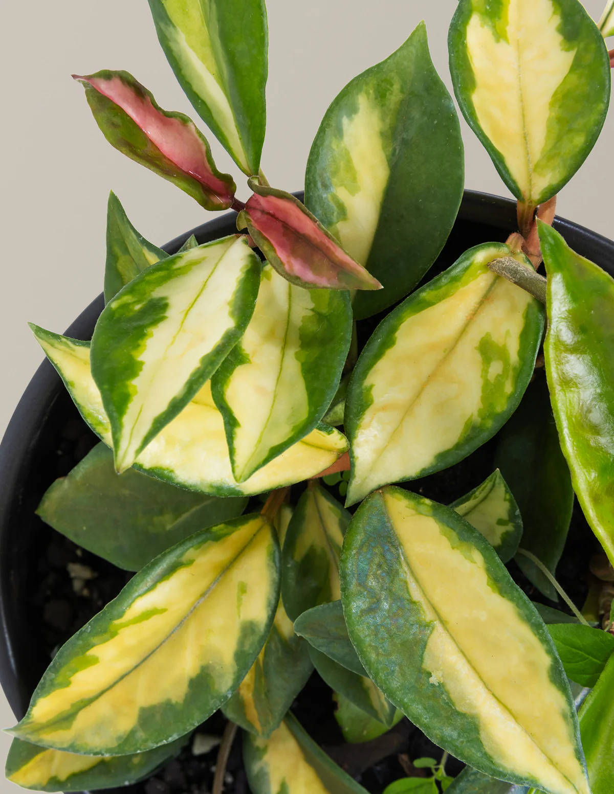 Hoya Carnosa Tricolor - Image 5