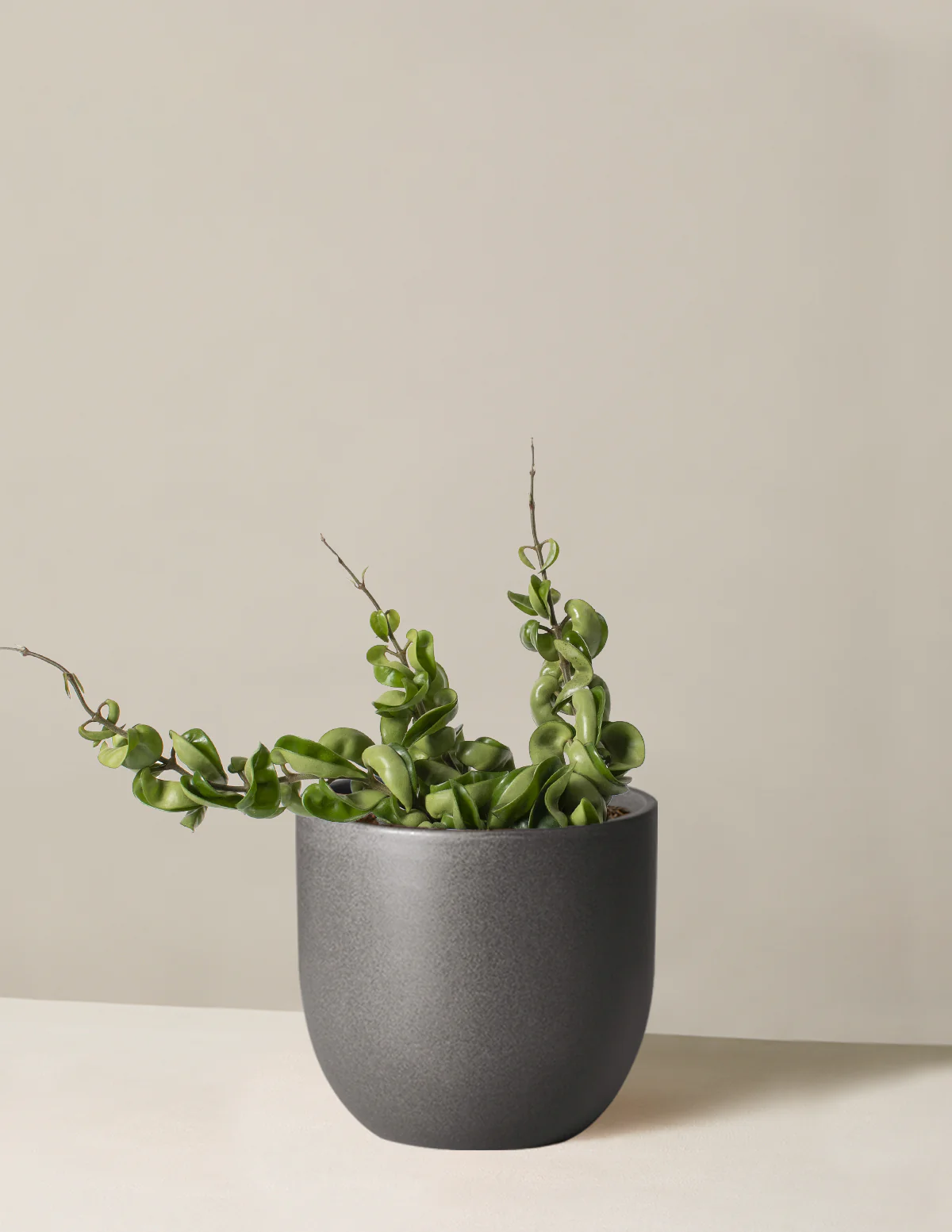 Hoya Rope - Image 10