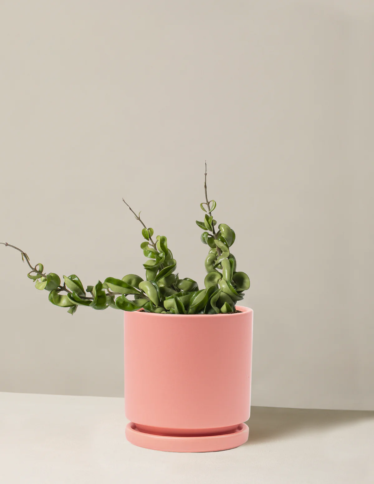 Hoya Rope - Image 11