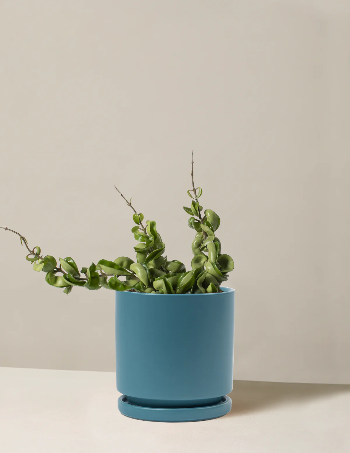 Hoya Rope - Image 12