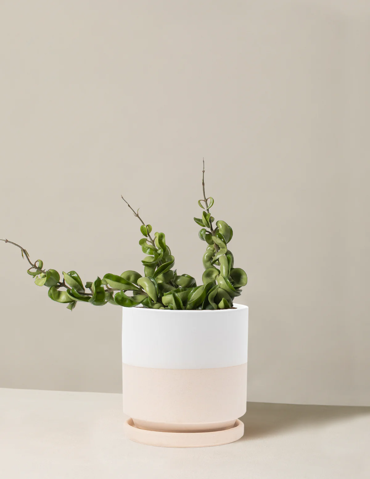 Hoya Rope - Image 14