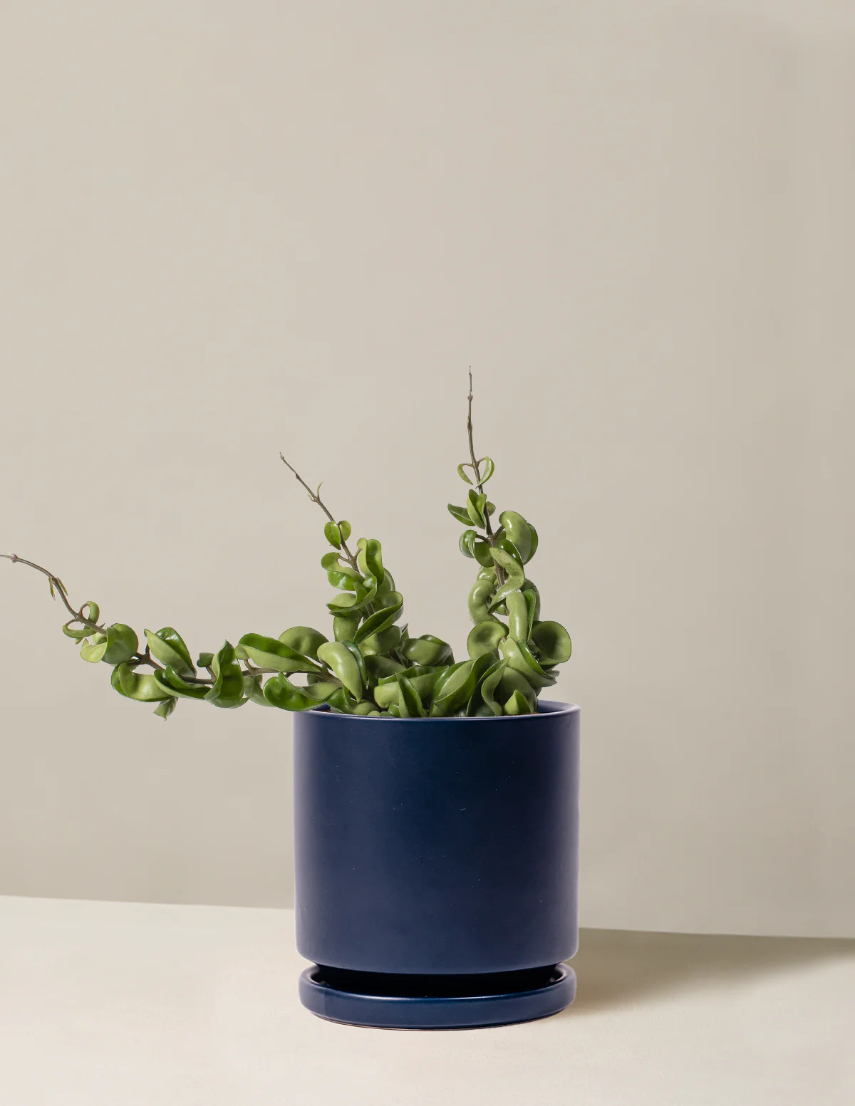 Hoya Rope - Image 16