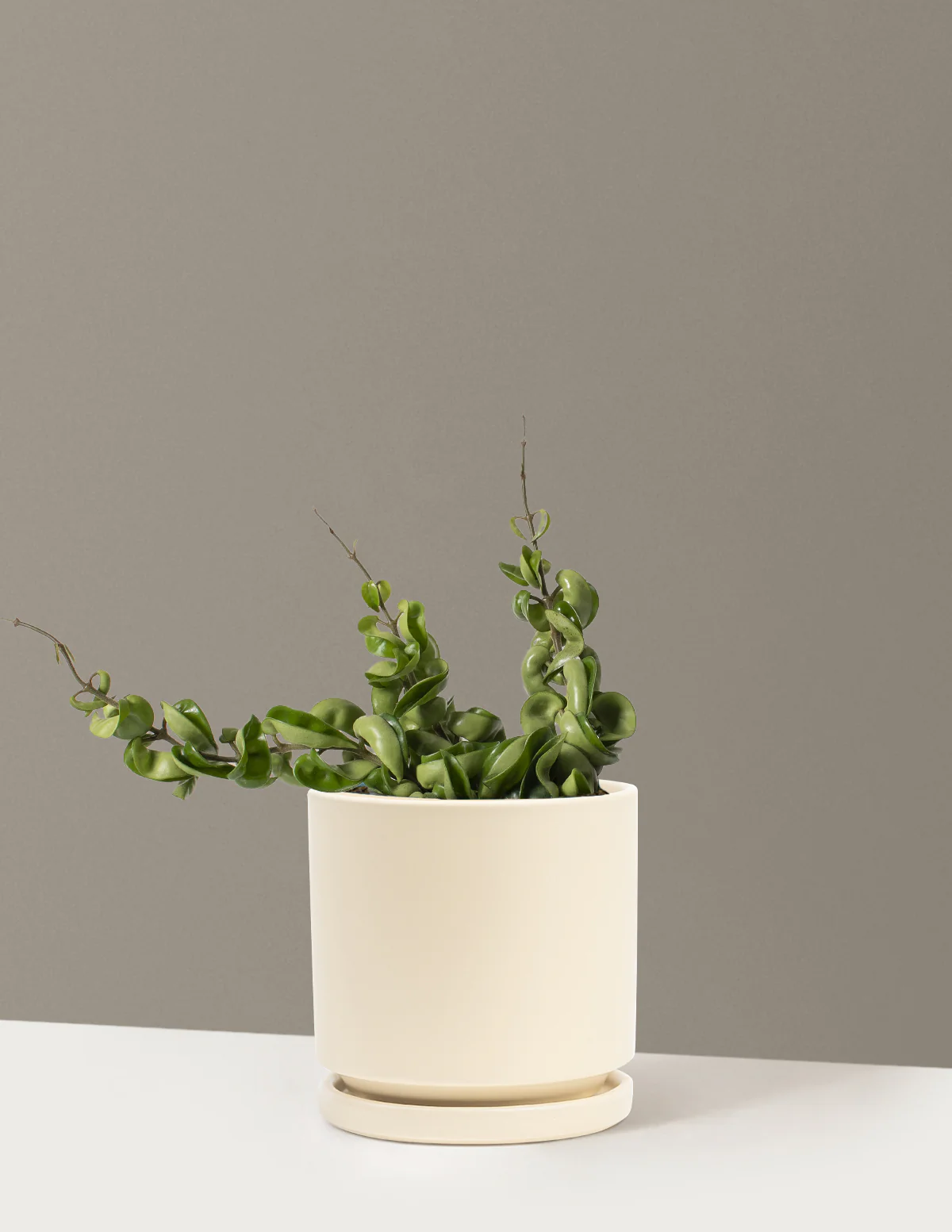 Hoya Rope - Image 17